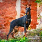 Doberman (Doberman Pinscher)