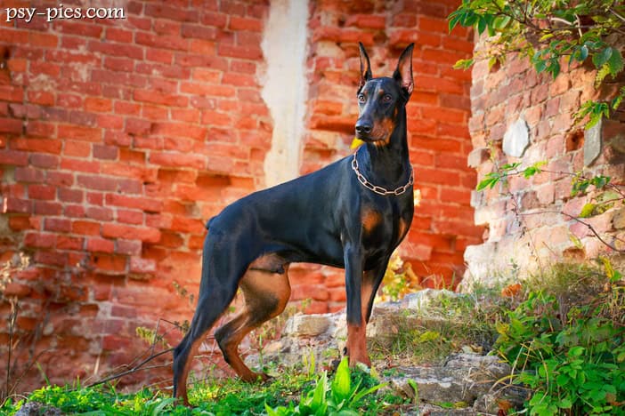 Doberman (Doberman Pinscher)