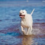 Dog argentyński (Dogo argentino)