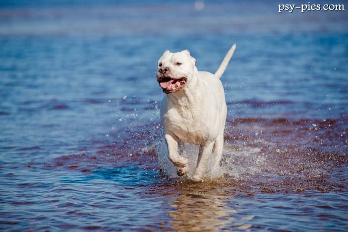 Dog argentyński (Dogo argentino)
