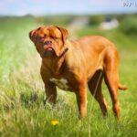 Dog de Bordeaux (Mastif francuski)