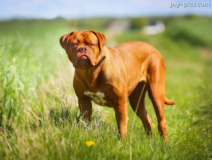 Dog de Bordeaux (Mastif francuski)