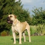 Dog kanaryjski (Perro de presa canario)