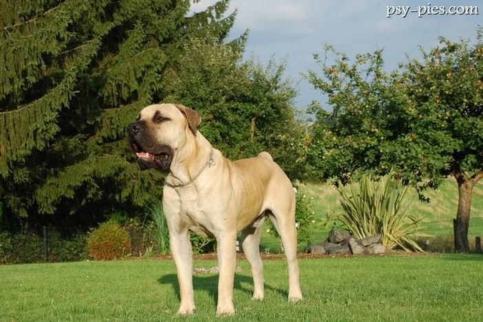 Dog kanaryjski (Perro de presa canario)