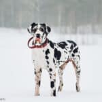 Dog niemiecki
