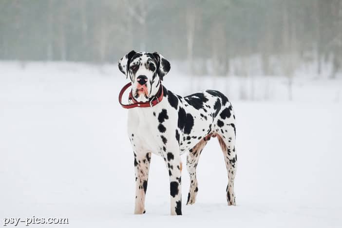 Dog niemiecki, elegancki pies olbrzymiej rasy