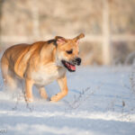Dog z Majorki (Ca de Bou)
