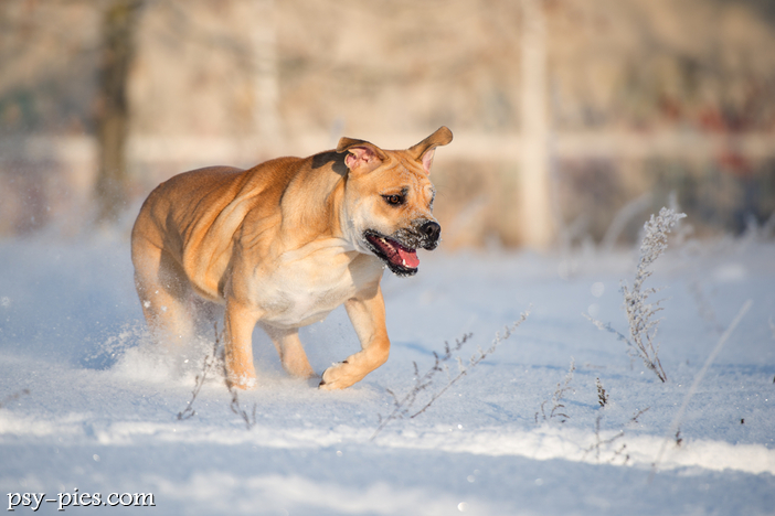 Dog z Majorki (Ca de Bou)
