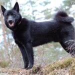 Elkhund czarny (Norwegian Elkhound Black)