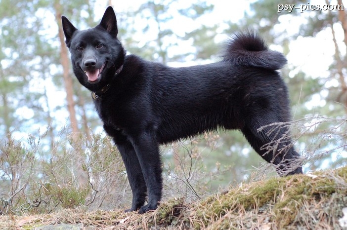 Elkhund czarny (Norwegian Elkhound Black)