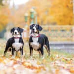 Entlebucher (Entlebucher Sennenhund)