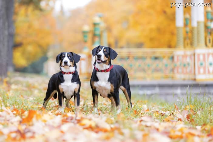 Entlebucher (Entlebucher Sennenhund)