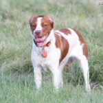 Epagneul breton (Spaniel bretoński)