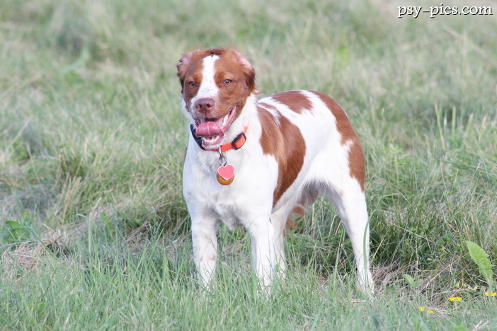 Epagneul breton (Spaniel bretoński)