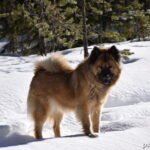 Eurasier pies (Eurasian Dog) charakter usposobienie cena szczeniąt