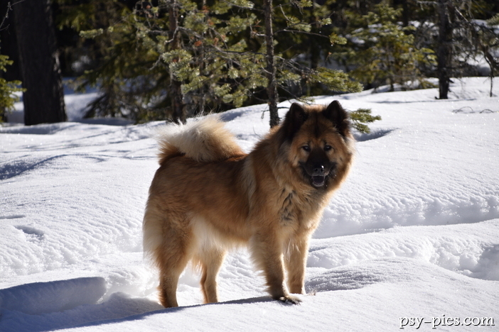Eurasier pies (Eurasian Dog) charakter usposobienie cena szczeniąt