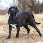 Fila brasileiro (Mastif brazylijski)