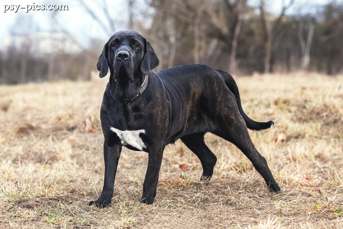 Fila brasileiro (Mastif brazylijski)