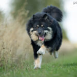 Fiński Lapphund (Lapinkoira)