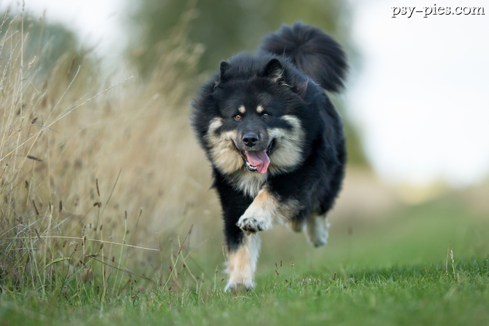 Fiński Lapphund (Lapinkoira)