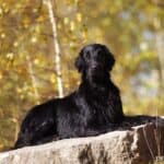 Flat coated retriever