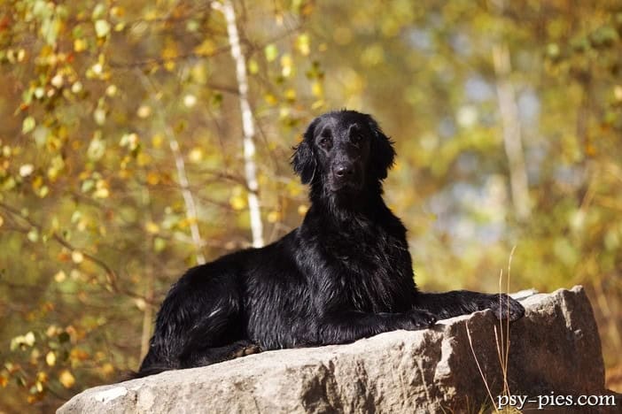 Flat coated retriever
