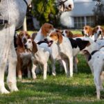 Foxhound amerykański wzorzec cena opis rasy