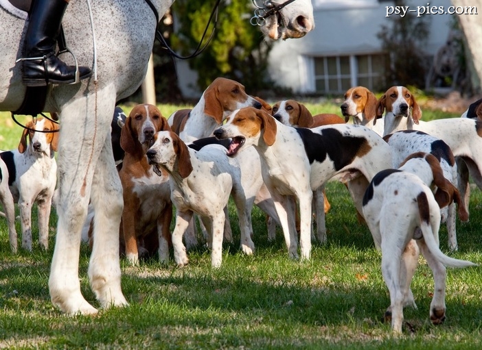 Foxhound amerykański wzorzec cena opis rasy