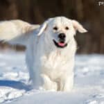 Golden retriever