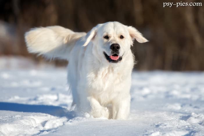 Golden retriever