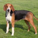 Gończy Hamiltona (Hamilton Hound)