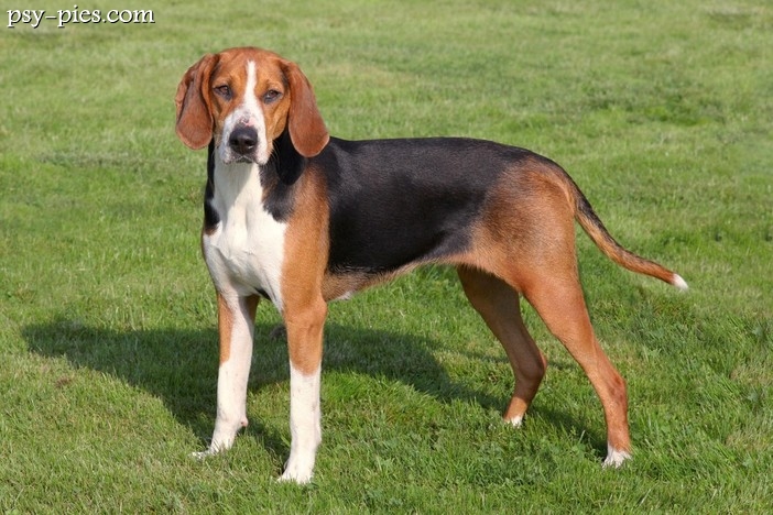 Gończy Hamiltona (Hamilton Hound)