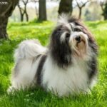 Hawańczyk (Bichon Havanais)