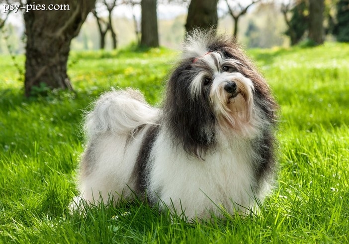 Hawańczyk (Bichon Havanais)