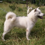 Hokkaido (Hokkaido inu)