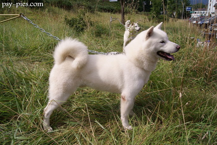 Hokkaido (Hokkaido inu)