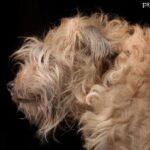Hollandse smoushond (Pinczer holenderski)