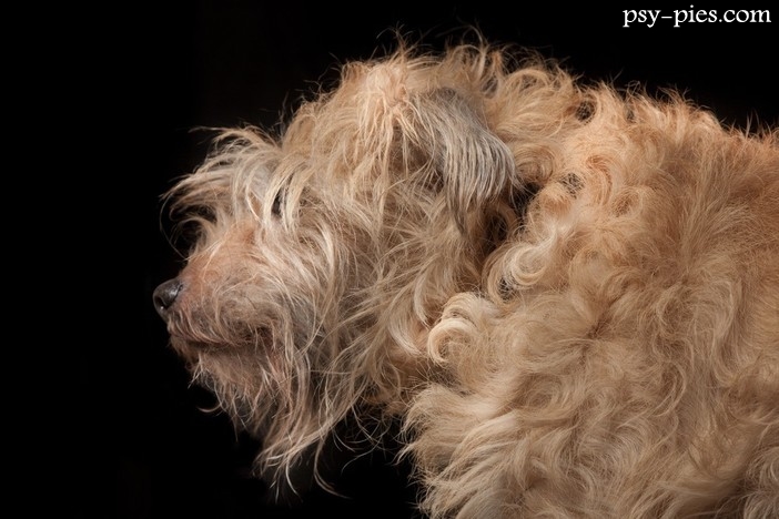 Hollandse smoushond (Pinczer holenderski)