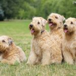 Irish soft coated wheaten terrier