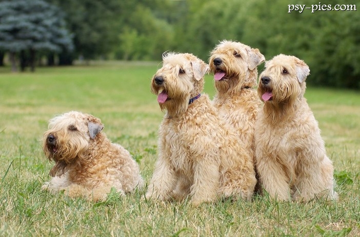 Irish soft coated wheaten terrier