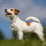 Jack Russell Terrier