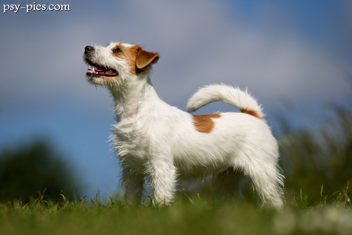 Jack Russell Terrier