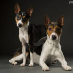 Rat terrier (American rat terrier)