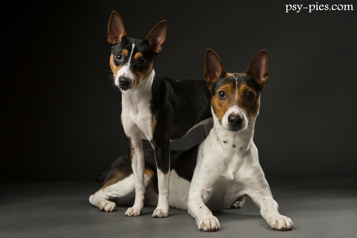 Rat terrier (American rat terrier)