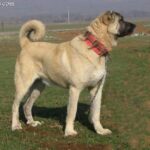 Kangal