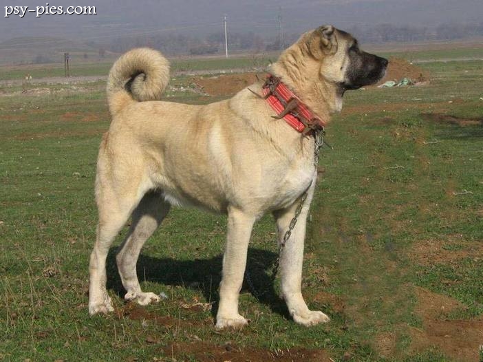 Kangal