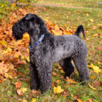Kerry blue terrier