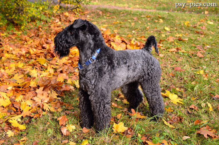 Kerry blue terrier