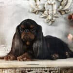 King charles spaniel (English Toy Spaniel)