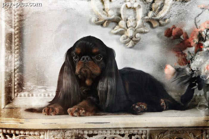 King charles spaniel (English Toy Spaniel)